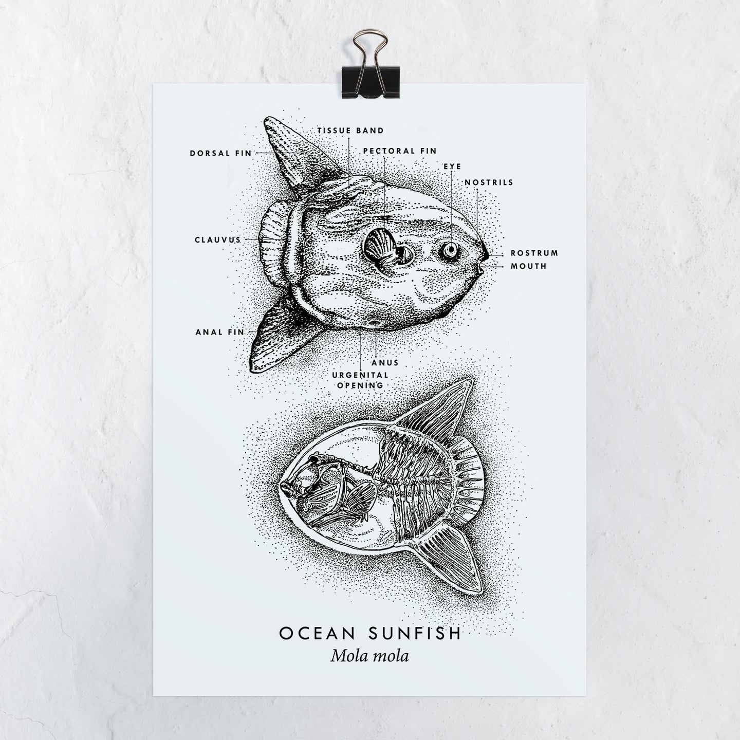 Poster A4 Ocean Sunfish Mola